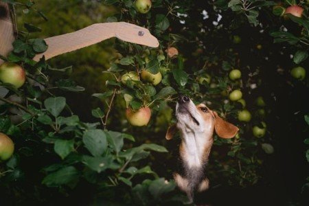 Cachorro em um Jardim para pets